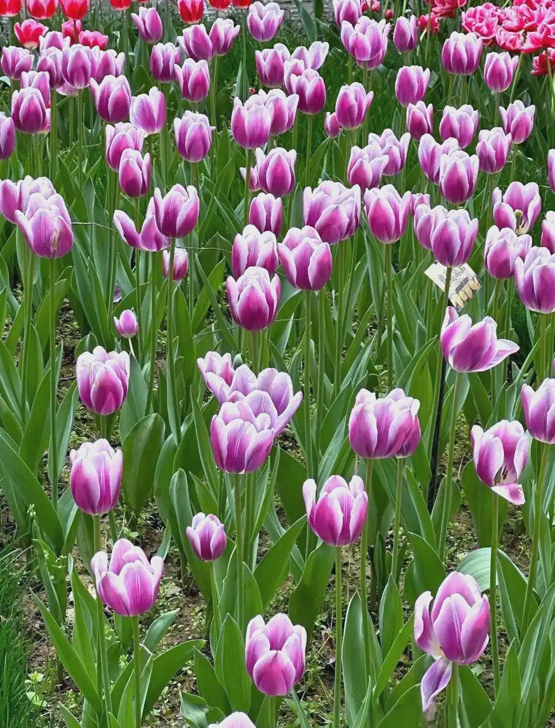 成都公园茶文化_成都休闲哪里好_成都主要公园介绍