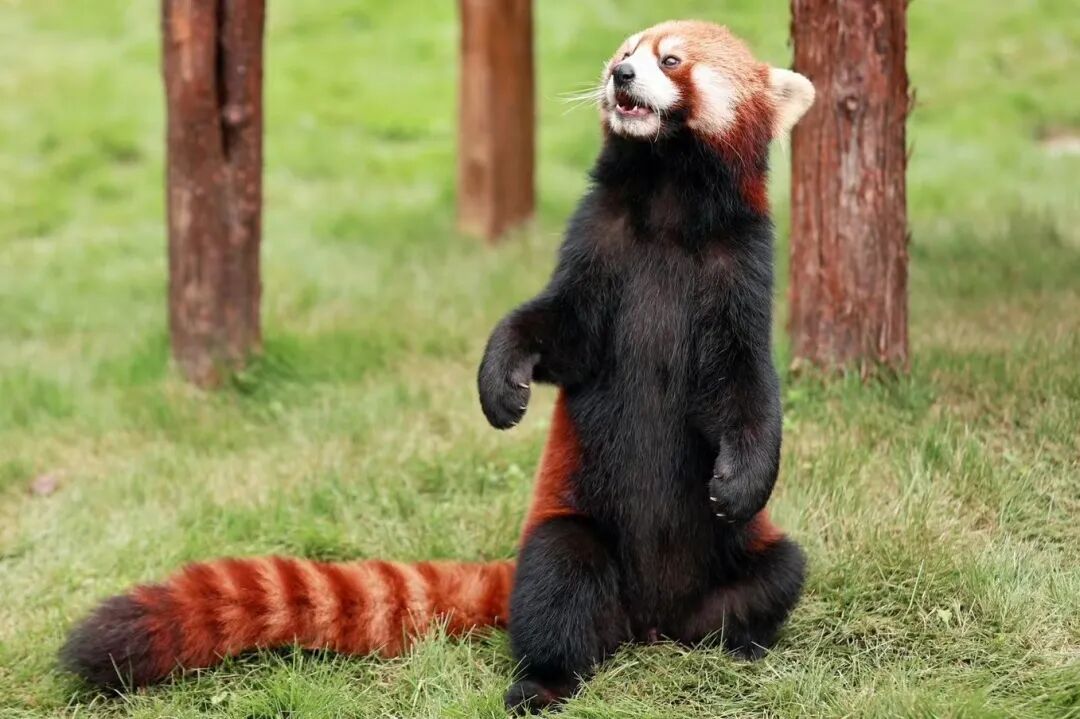 成都文旅新场景_成都暑期游新场景线路_成都休闲哪里好