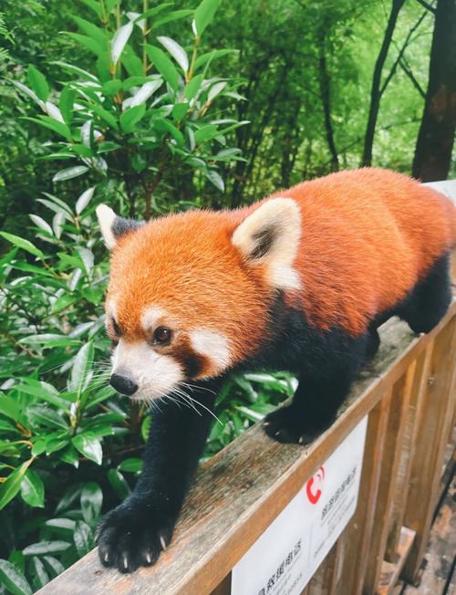 成都休闲体验_成都十大避暑旅游景点_成都周边宝藏纳凉地